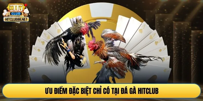Ưu điểm đặc biệt chỉ có tại đá gà HITCLUB